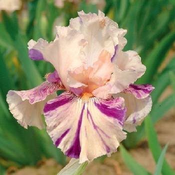 Ирис Iris Germanica ‘Peach Jam’ 